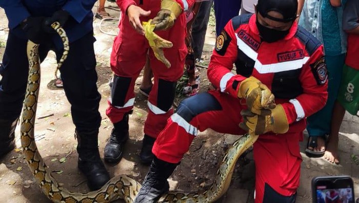 Ular sanca sepanjang 5 meter membuat geger penghuni Rusunawa, Makassar karena muncul dengan bergantung di atas pohon.