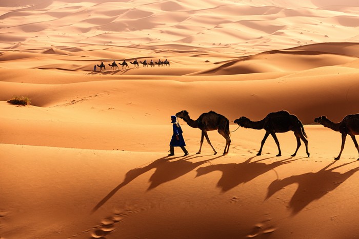 Tuareg with camels on the western part of The Sahara Desert in Morocco. The Sahara Desert is the worlds largest hot desert.