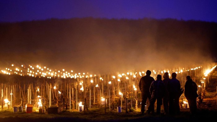 Cara Unik Petani Prancis Melindungi Kebun Anggur dari Kedinginan A wine grower lights heaters early in the morning, to protect vineyards from frost damage outside Chablis, France, April 3, 2022. REUTERS/Stephane Mahe