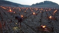 Taktik lainnya ialah dengan memasang ratusan pemanas dari lampu minyak, untuk melindungi kebun anggur dari kerusakan akibat embun beku.
