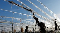 Salah satu taktik yang dilakukan petani ialah menyemprotkan air yang kemudian membeku dan membentuk lapisan pelindung di sekitar tanaman untuk melindungi tunas yang rentan dari udara yang lebih rendah.