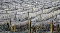 Kebun-kebun anggur yang tertutup es terlihat di pagi hari akibat embun beku di luar Chablis, Prancis, Minggu, (3/4/2022).