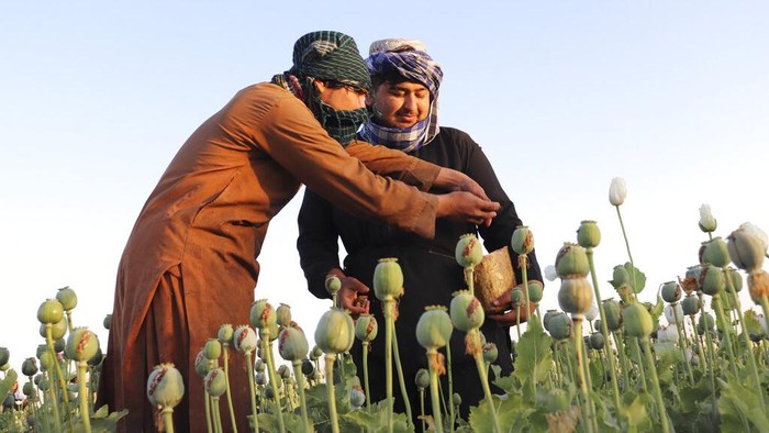 Taliban dilaporkan melarang warga Afghanistan membudidayakan tanaman poppy. Pasalnya tanaman itu kerap digunakan sebagai bahan baku pembuatan opium dan heroin.