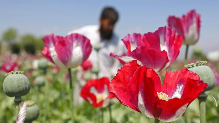 Taliban dilaporkan melarang warga Afghanistan membudidayakan tanaman poppy. Pasalnya tanaman itu kerap digunakan sebagai bahan baku pembuatan opium dan heroin.