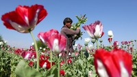 Di saat bersamaan, Taliban tengah berupaya mendapatkan pengakuan formal dari dunia internasional untuk mengurangi sanksi yang menghantam keras sektor perbankan, bisnis, dan pembangunan. (AP Photo/Rahmat Gul).