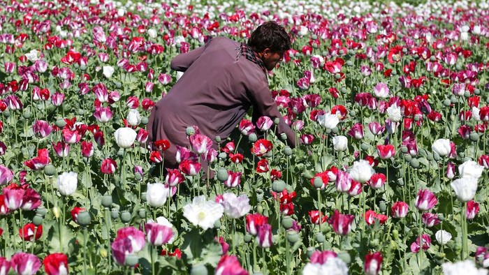 Taliban dilaporkan melarang warga Afghanistan membudidayakan tanaman poppy. Pasalnya tanaman itu kerap digunakan sebagai bahan baku pembuatan opium dan heroin.