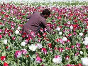 Taliban Larang Panen Bunga Poppy Penghasil Opium di Afganistan!