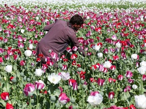 Taliban Larang Panen Bunga Poppy Penghasil Opium di Afganistan!