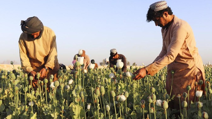 Jadi Bahan Baku Narkoba, Taliban Larang Bunga Ini Ditanam di Afghanistan Taliban dilaporkan melarang warga Afghanistan membudidayakan tanaman poppy. Pasalnya tanaman itu kerap digunakan sebagai bahan baku pembuatan opium dan heroin.