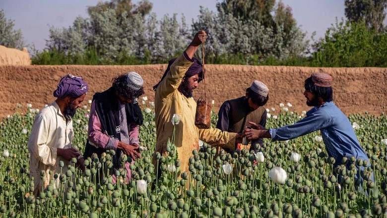 Kebun opium di Afghanistan Kebun opium di Distrik Zhari, Kandahar, Afghanistan. (Photo by Javed TANVEER / AFP)
