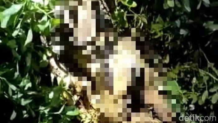mayat berlumpur di Desa Bunajih Kecamatan, Labang, Bangkalan