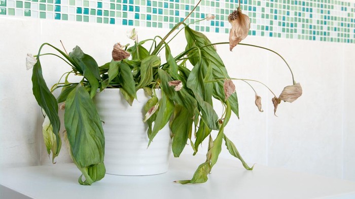 Ilustrasi tanaman hias mati