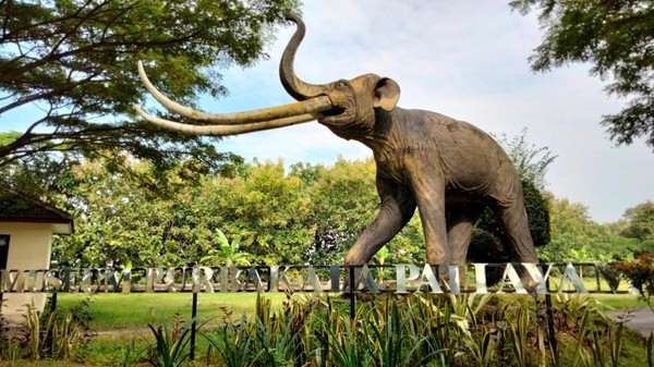 temuan favorit adalah gading gajah purba dalam ukuran jumbo. Di sini juga ada Museum Purbakala Patiayam. Patung gajah pun menjadi ikon gerbang museum dan gerbang masuk desa wisata di Dukuh Kancilan, Desa Terban, Jekulo, Kudus.  (Dwi Ari Setyadi for detikcom)