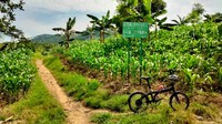 Pada masa penjajahan area ini menjadi elemen penting dalam perang. banyak sekali gua yang dibangun tentara Jepang di sini. (Dwi Ari Setyadi for detikcom)