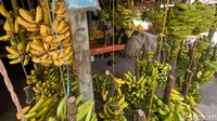 Banyak masyarakat yang membuat kolak dan makanan ringan berbahan dasar pisang untuk disajikan saat bulan Ramadan.