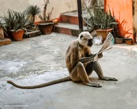 Comedy Wildlife Photography Awards
