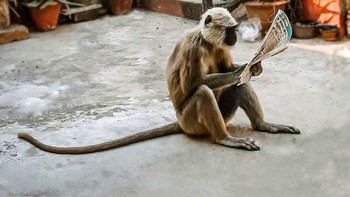 Karya Hrithik Singh Foto: Comedy Wildlife Photography Awards