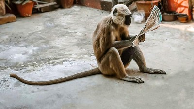 Siap-siap Ngakak! Aksi Kocak Hewan yang Tertangkap Kamera