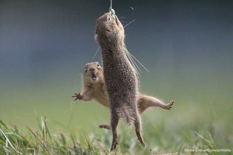 Comedy Wildlife Photography Awards