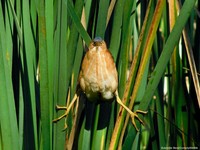Comedy Wildlife Photography Awards