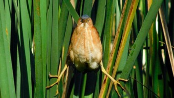 Karya Jennifer Beck Foto: Comedy Wildlife Photography Awards