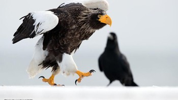 Karya Nicolas Reusens Foto: Comedy Wildlife Photography Awards