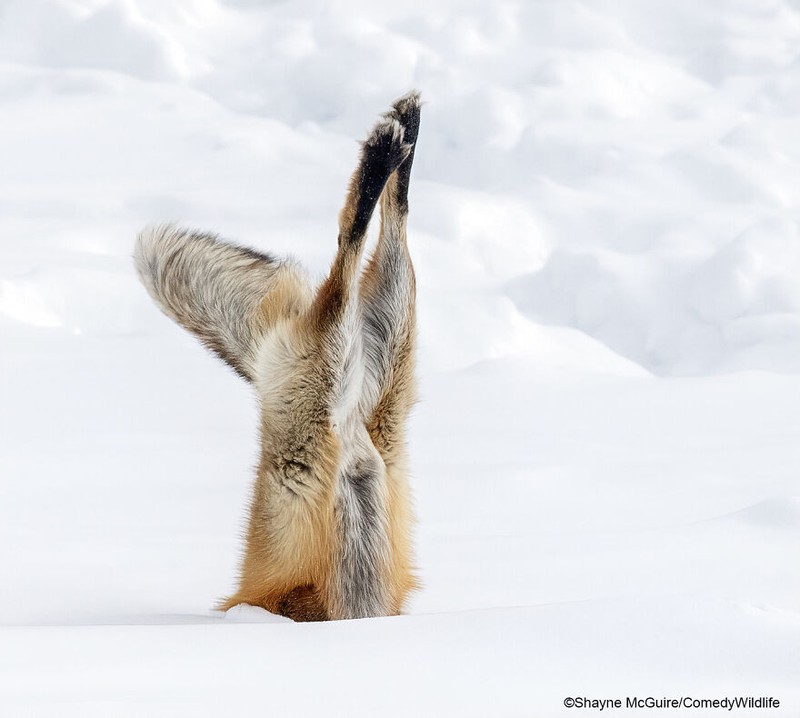 Comedy Wildlife Photography Awards