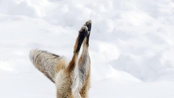 Karya Shayne McGuire Foto: Comedy Wildlife Photography Awards