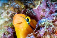 Comedy Wildlife Photography Awards