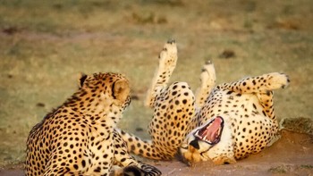 Karya Gerardo Flores Foto: Comedy Wildlife Photography Awards