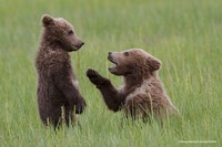 Comedy Wildlife Photography Awards