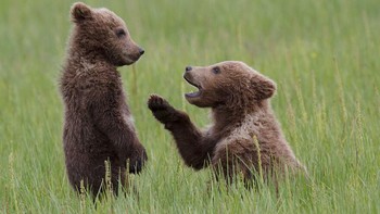 Karya Greg Harvey Foto: Comedy Wildlife Photography Awards