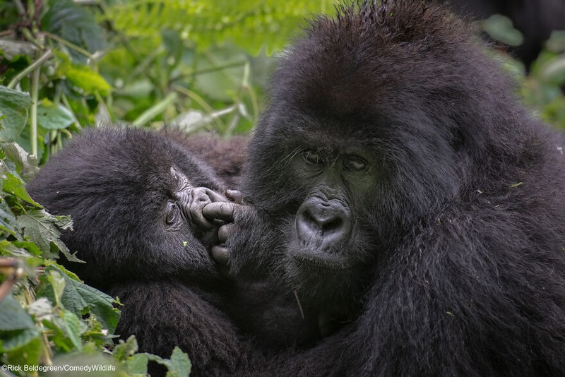 Comedy Wildlife Photography Awards