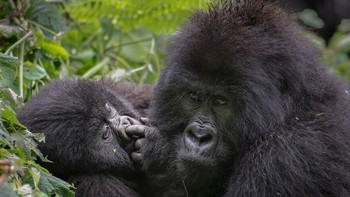 Karya Rick Beldegreen Foto: Comedy Wildlife Photography Awards