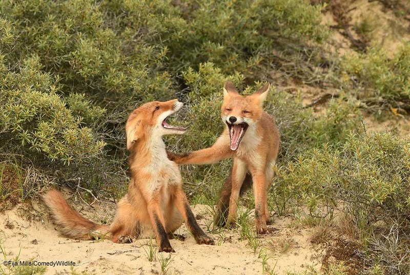 Comedy Wildlife Photography Awards