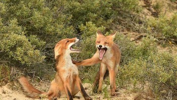 Karya Fija Mill Foto: Comedy Wildlife Photography Awards