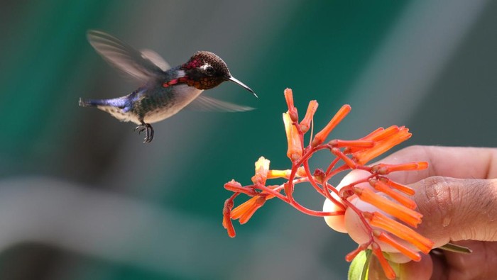 A male Bee Hummingbird feeds from a plant held by a person in the Hummingbird Garden at Playa Larga in Cuba