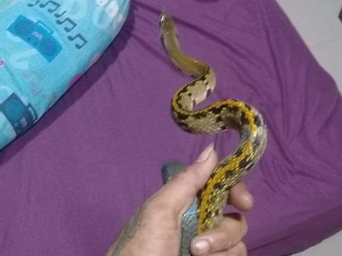 Ular Sowo Kopi yang ditemukan di Desa Ketandan, Kecamatan Klaten Utara, Klaten.