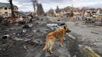 Seekor anjing berkeliaran di sekitar rumah yang hancur dan kendaraan militer Rusia, di Bucha dekat Kyiv, Ukraina, Senin, (4/4/2022). (AP Photo/Efrem Lukatsky)