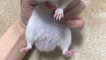 Wah makan apa nih jadi chubby pipinya. Foto: Brightside