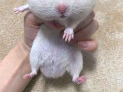 Potret Kocak Tingkah Hewan Ketahuan Curi Makanan