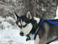 Potret Kocak Tingkah Hewan Ketahuan Curi Makanan
