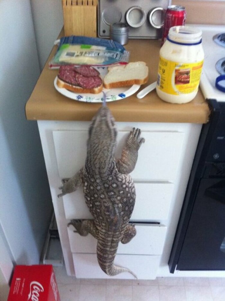 fotoinet Potret Kocak Tingkah Hewan Ketahuwan Curi Makanan
