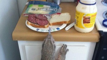 Enak nih roti sama dagingnya. Foto: Brightside