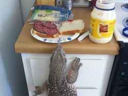 Potret Kocak Tingkah Hewan Ketahuan Curi Makanan