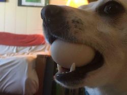 Potret Kocak Tingkah Hewan Ketahuan Curi Makanan