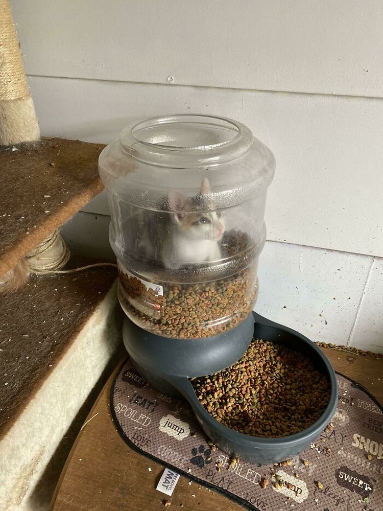 fotoinet Potret Kocak Tingkah Hewan Ketahuwan Curi Makanan
