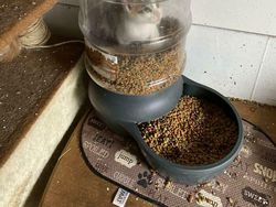 Potret Kocak Tingkah Hewan Ketahuan Curi Makanan