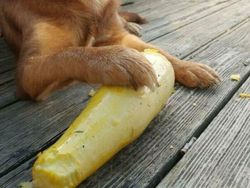 Potret Kocak Tingkah Hewan Ketahuan Curi Makanan