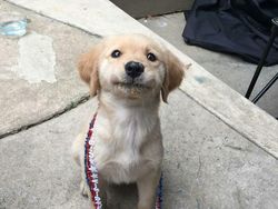 Potret Kocak Tingkah Hewan Ketahuan Curi Makanan